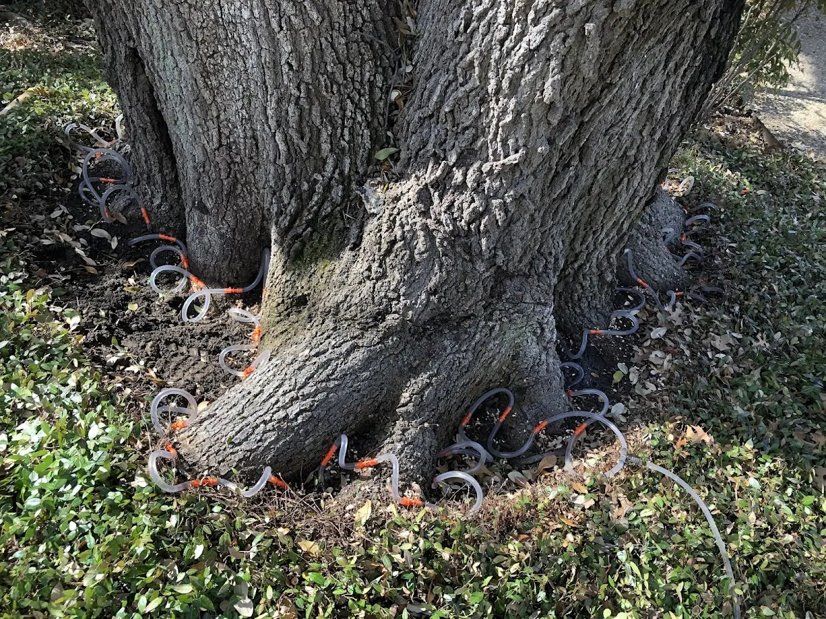 Detailed Tree Cabling and Bracing job site in South Deerfield