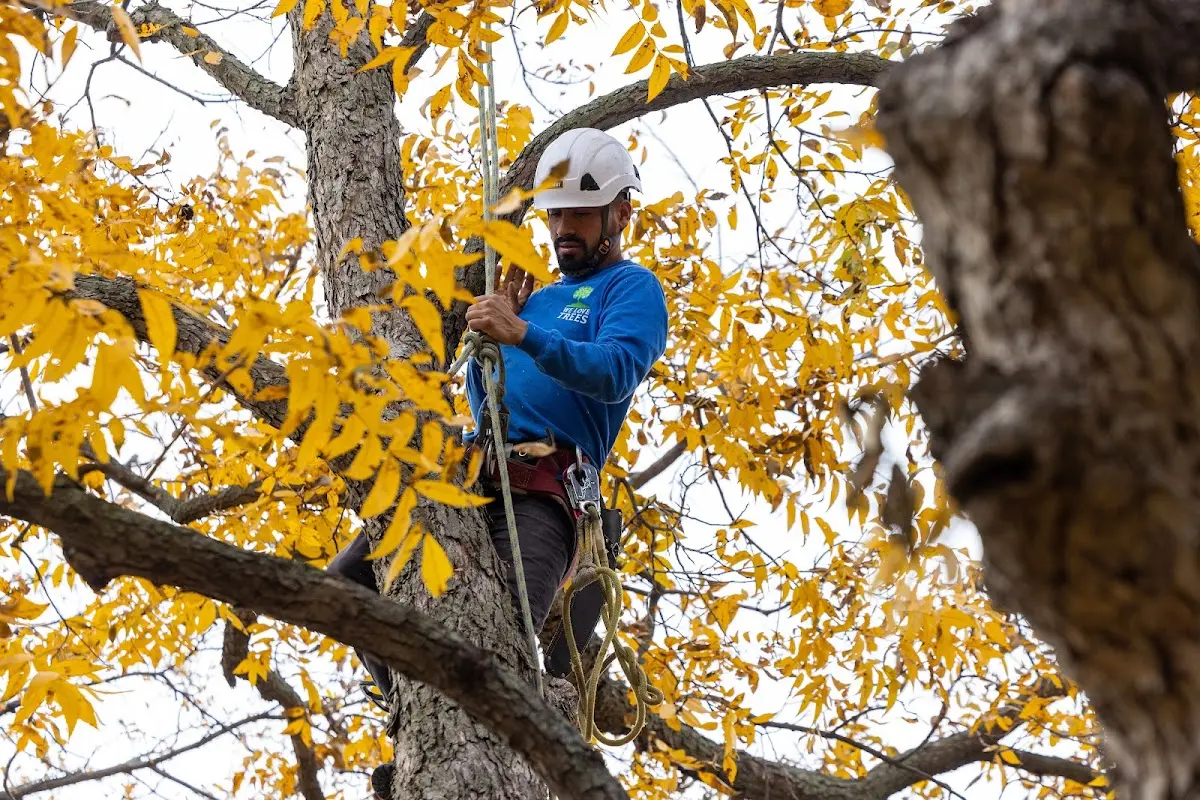 Skilled Emergency Tree Service crew working in South Deerfield
