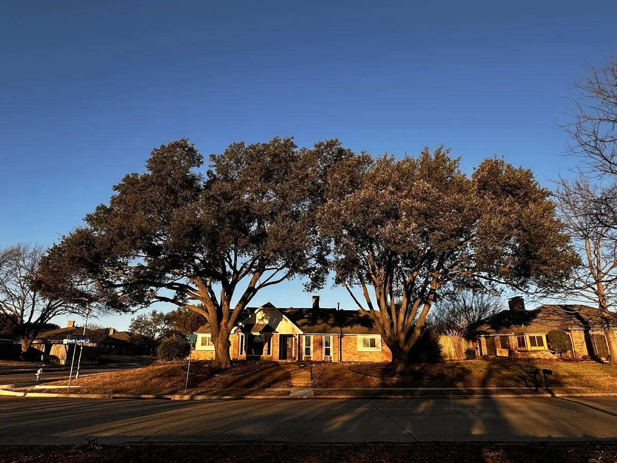 Established residential canopy tree shading a home in South Deerfield